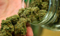 Senado aprueba uso de la marihuana en sus distintas relaciones