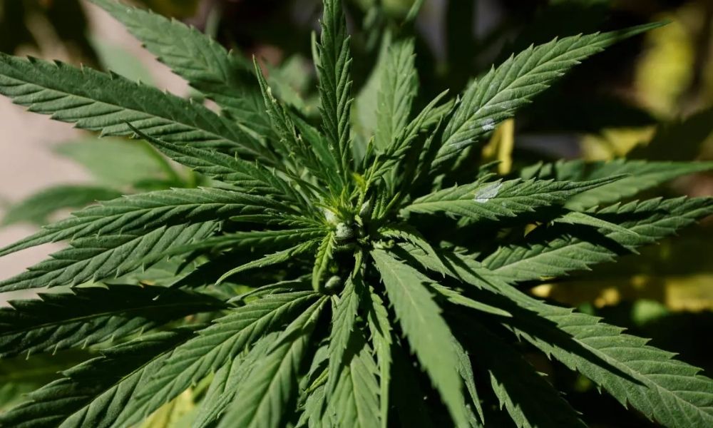 Iglesia califica de “preocupante” la despenalización de la marihuana