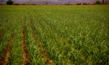 El Foro Global Agroalimentario de México arrancó este miércoles.