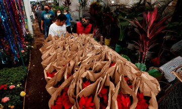 Flor de Nochebuena no abandona los hogares en la Navidad