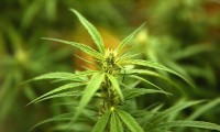 Suprema Corte otorga nuevo plazo para regular uso del cannabis
