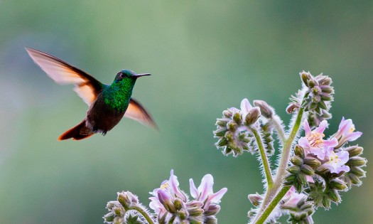 Un proyecto fotográfico ayuda a cuidar la fauna endémica de CDMX 