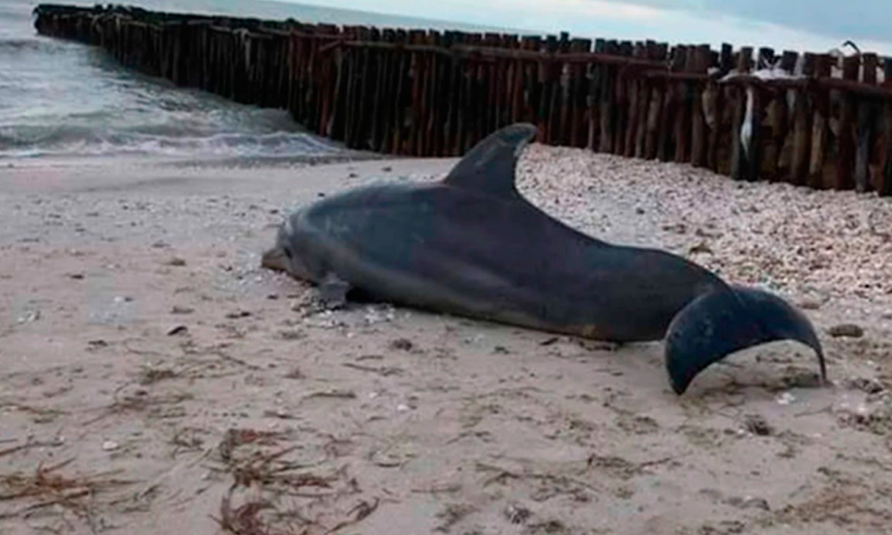 Encuentran cuerpo sin vida de delfín en Yucatán 