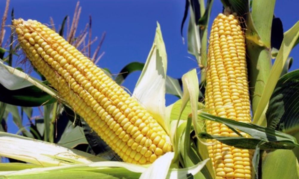Prohibieron el maíz transgénico en México: para 2024 ya no habrá importaciones