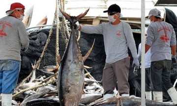 Según registros, la pesca de atún se ubica en el tercer lugar de producción nacional.