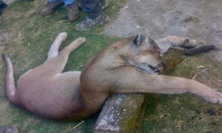 Matan a puma en zona de tala ilegal en EdoMex, piden ayuda para encontrar a los responsables