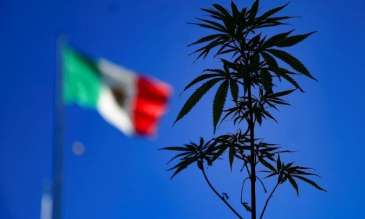 Diputados avalan y regresan al Senado ley para consumo de marihuana