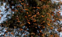 México no fue un buen anfitrión: Mariposas monarca vuelven a Canadá 