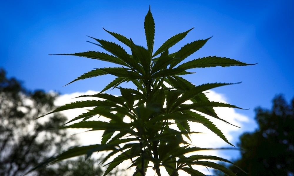 La industria espera la inminente legalización del cannabis en México en abril