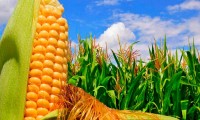 Firman convenio para impulsar desarrollo de maíz y trigo en México