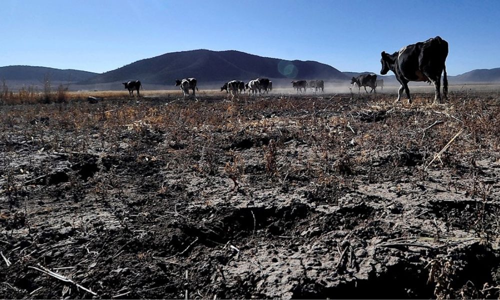 Sequía golpea al agro mexicano y anticipa una menor producción