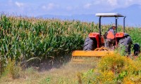 México estima aumento en producción de maíz 