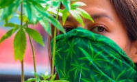 SCJN declara inconstitucional la prohibición del consumo lúdico de marihuana 