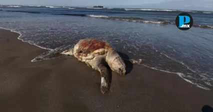 Ejemplares de fauna marina han sido localizados sin vida en playas de Veracruz, en zonas donde se reporta presencia de hidrocarburo.