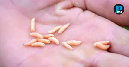 Oaxaca confirma muerte de adulto mayor por miasis asociada a gusano barrenador