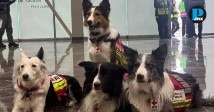 Conoce a los perros mexicanos que buscan sobrevivientes en Venezuela
