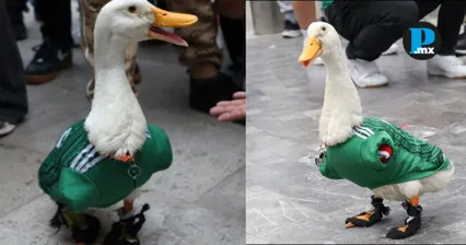 Ley Merl&iacute;n busca evitar explotaci&oacute;n de animales que generan ingresos