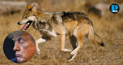 &iquest;Podr&aacute;n cazar al lobo mexicano? Orden de Trump pone en riesgo su protecci&oacute;n