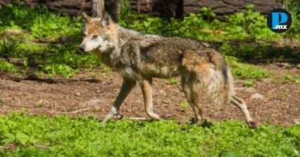 Conanp reafirma protecci&oacute;n del lobo gris mexicano tras orden de Trump en EU