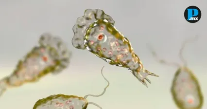 &iquest;Qu&eacute; pasa con la &ldquo;ameba comecerebros&rdquo; detectada en un lago de M&eacute;rida?