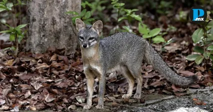 Alerta en Canc&uacute;n: buscan a quienes tocaron una zorra gris por posible rabia