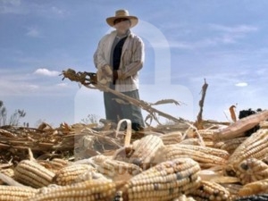 Afectación es por cambio climático