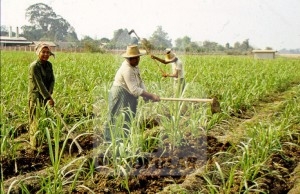 Sin tecnificar, 70% del campo poblano