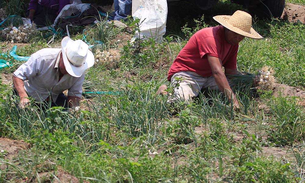 Uso de pesticidas hizo florecer la agricultura orgánica: UPAEP