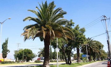 Absurdo, trasplante de 300 árboles del bulevar Hermanos Serdán: Mastretta