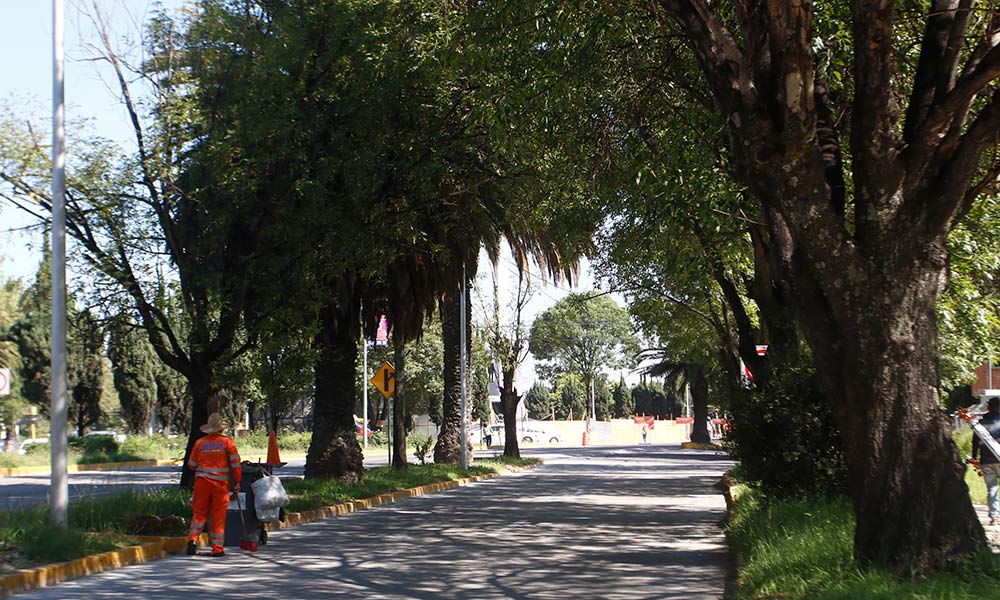 Sólo por utilidad pública pueden tirar árboles del bulevar Hermanos Serdán