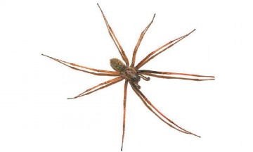 Mordedura de ara&ntilde;a violinista podr&iacute;a ser mortal, alerta IMSS