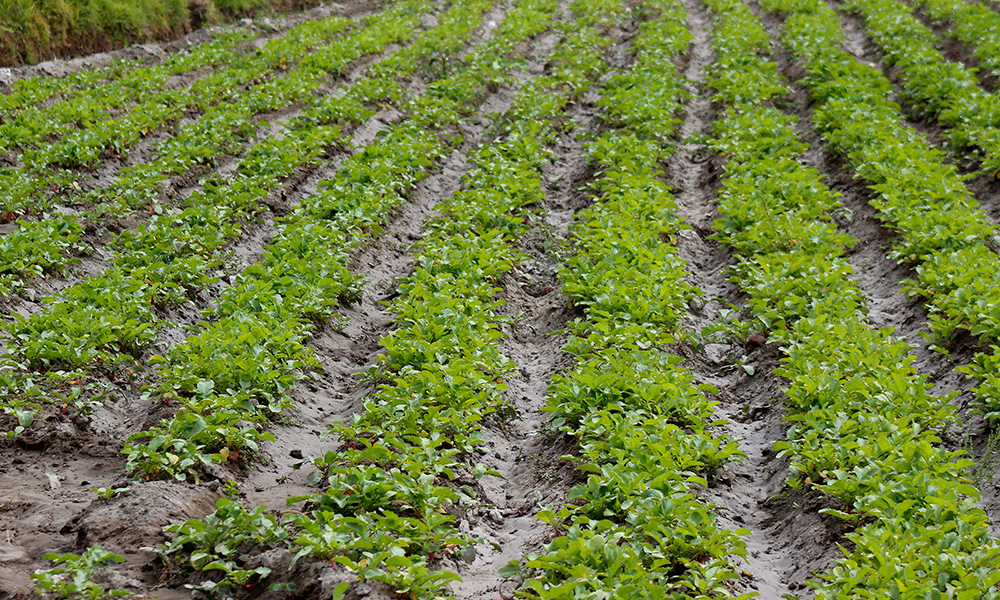 Dan a empresas 9 de 10 pesos para agricultura en Puebla