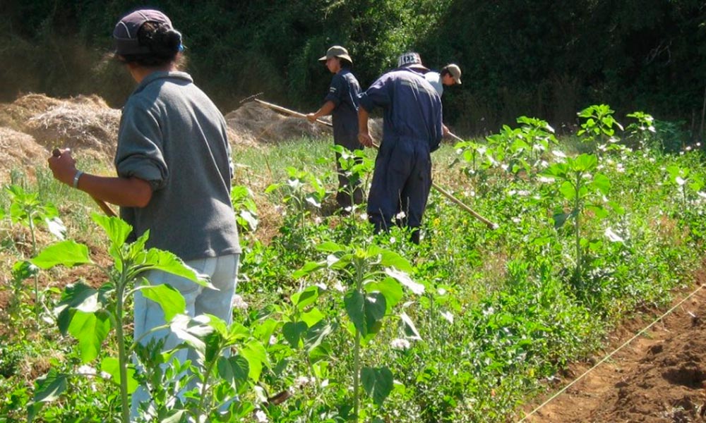 Pasan de 53 a 79 casos de intoxicación por plaguicidas