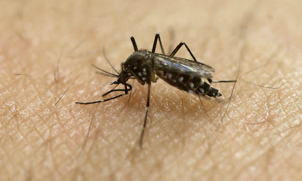 México e India, países de prueba para aplicar vacuna del Zika