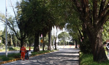 Ayuntamiento de Puebla sin interés por cuidado de árboles 