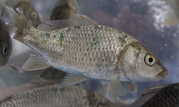 Prospera crianza de pescado en Puebla
