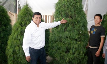 Ofrecen árboles de navidad poblanos desde 300 pesos