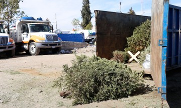 Arranca acopio de árboles de navidad