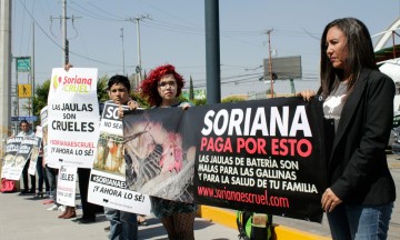 Exigen a Soriana frenar trato cruel a aves de crianza