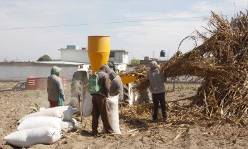 Rechazo de cargamentos agropecuarios, un riesgo constante