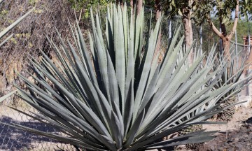 Reforestan la Mixteca con el cultivo de agave