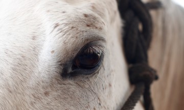 Incluirá el rastro matanza de caballos