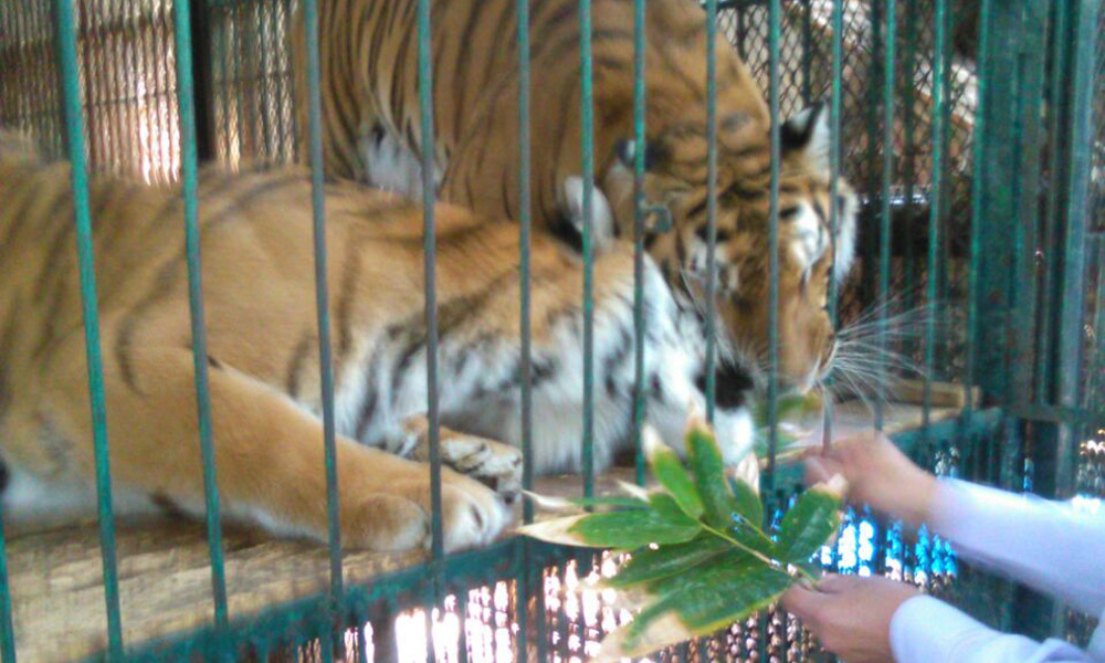 Mantiene Profepa proceso abierto contra “Club de los animalitos”