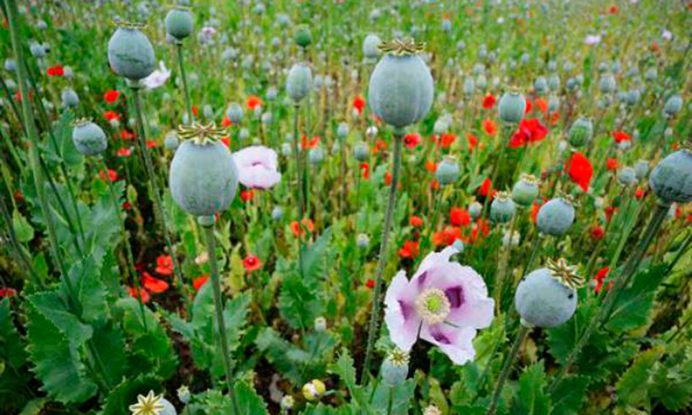 Puebla, en la ruta del tráfico de opio