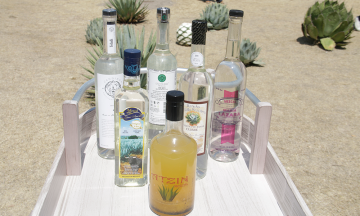 Reciben 116 municipios denominación de origen del mezcal