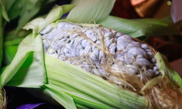 Realizan lanzamiento comercial del huitlacoche poblano