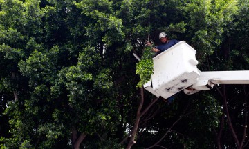 Multan a Madaxi con 16 mp por cada árbol talado en Zavaleta