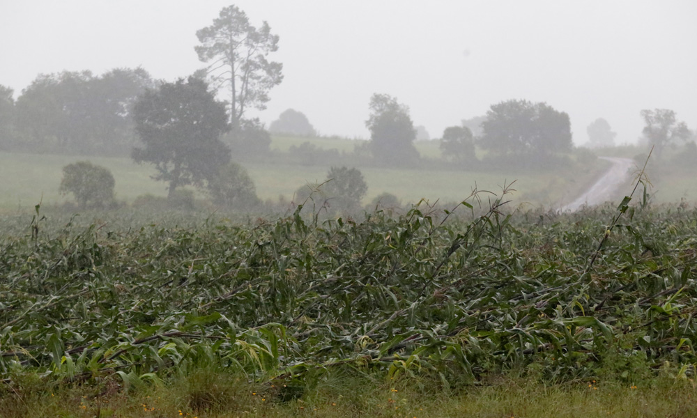 Sin cubrirse, seguro agropecuario tras paso de Franklin