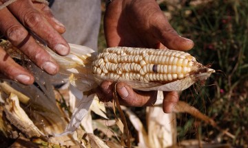 Maíz y vegetales, principal producción en Triángulo Rojo