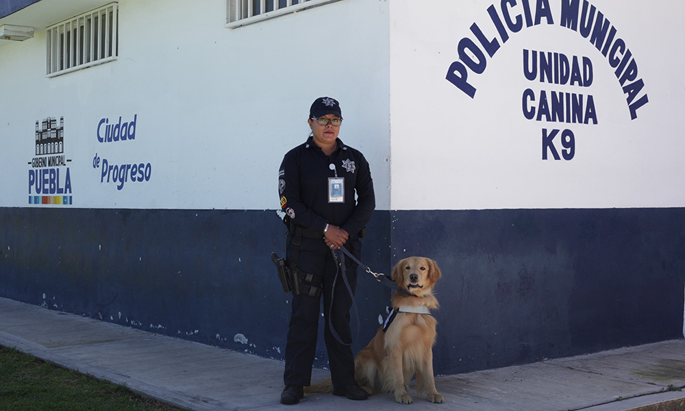 Entrenan perros detectores de drogas y armas en Puebla